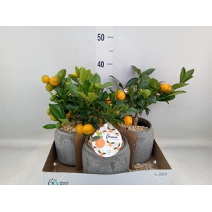 Arr.   Tuinplanten H%