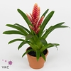 Vriesea 'Madonna' 2-kleurig