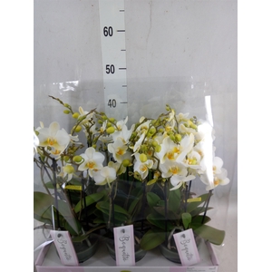 Phalaenopsis multi.   ...white