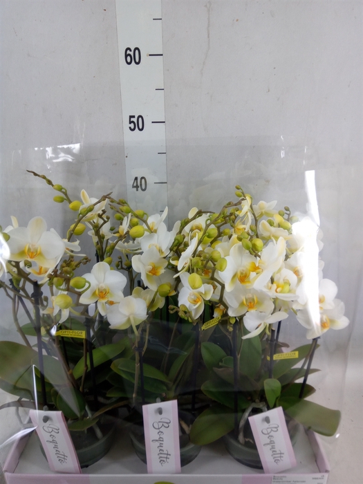 <h4>Phalaenopsis multi.   ...white</h4>