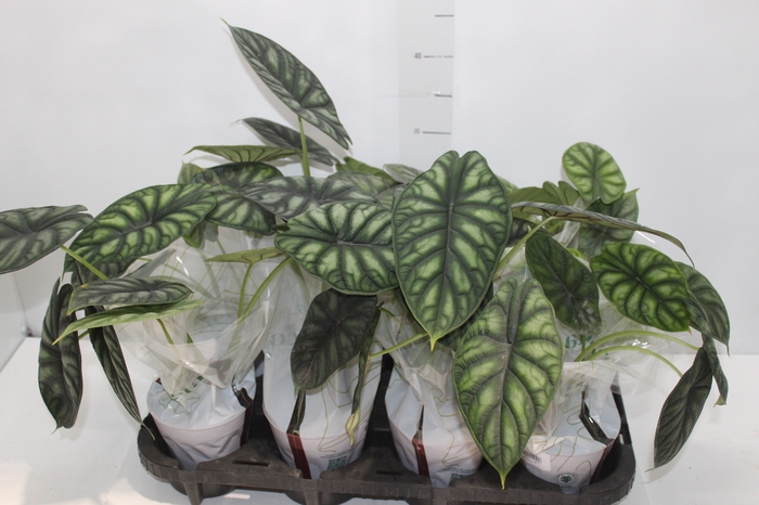 <h4>ALOCASIA DRAGON SCALE P12</h4>