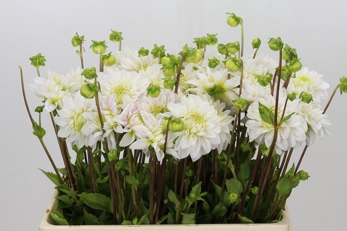 <h4>Dahlia Hapet Blushy</h4>