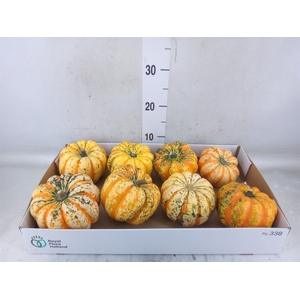 Cucurbita pepo 'Festival'