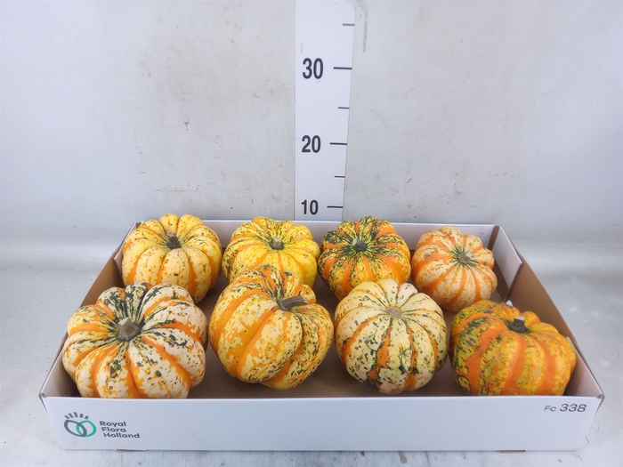 <h4>Cucurbita pepo 'Festival'</h4>
