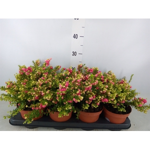 Gaultheria   ...red berry