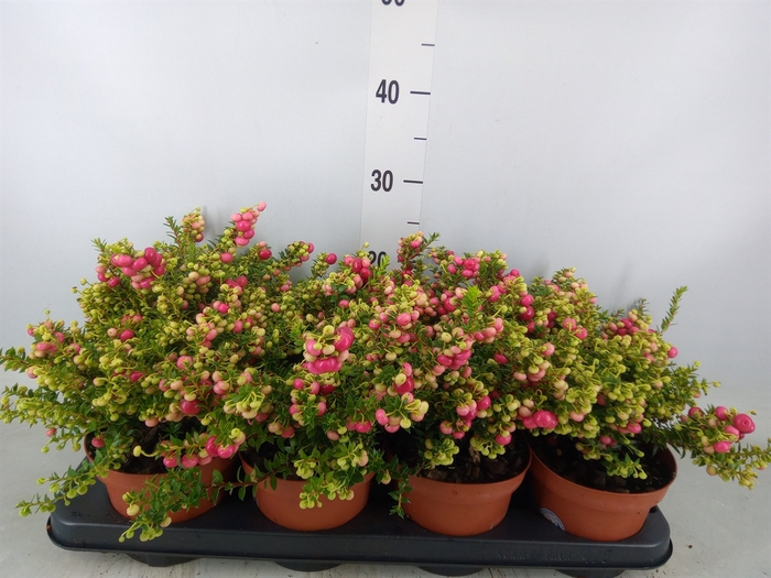 <h4>Gaultheria   ...red berry</h4>