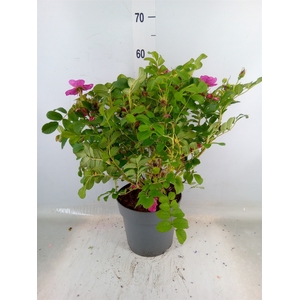 Rosa rugosa