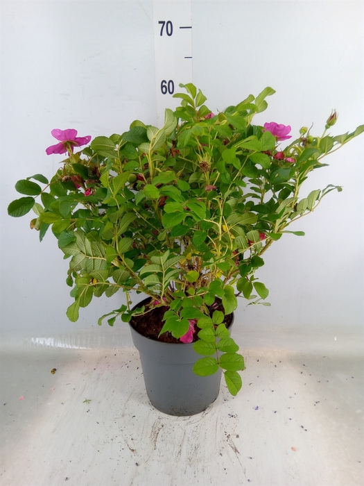 <h4>Rosa rugosa</h4>