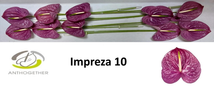 <h4>ANTH A IMPREZA</h4>