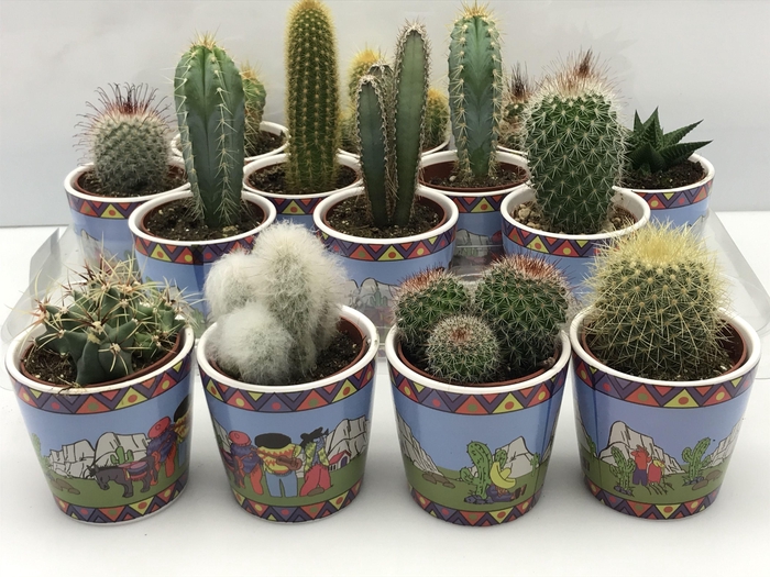 <h4>CACTUS GEM</h4>