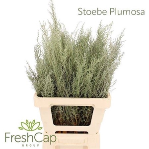Stoebe Plumosa