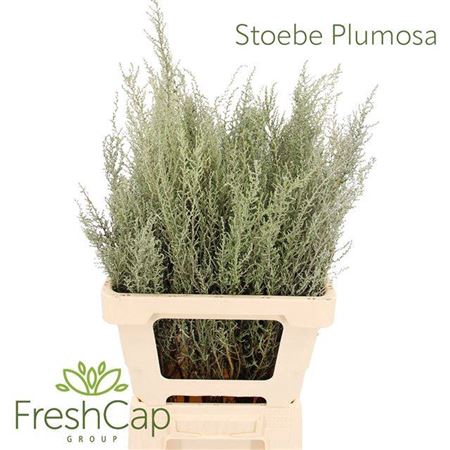 <h4>Stoebe Plumosa</h4>