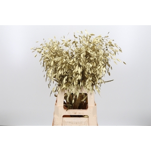 Chasmantium Kl Bh Goud