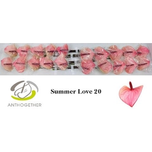 Anth A Summer Love 9 cm X20 Evanty