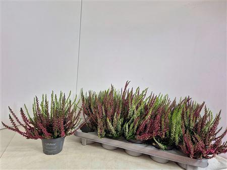 <h4>Callu Nova Gem 2 Kl</h4>