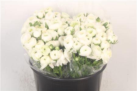 <h4>Ran Elegance White Super</h4>