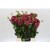 Dahlia Caitlin's Joy