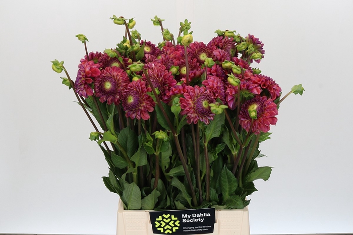 <h4>Dahlia Caitlin's Joy</h4>