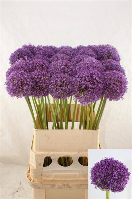 <h4>Allium Ambassador</h4>