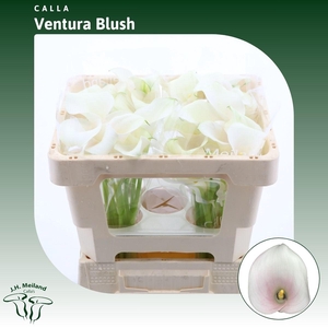 Calla Ventura Blush