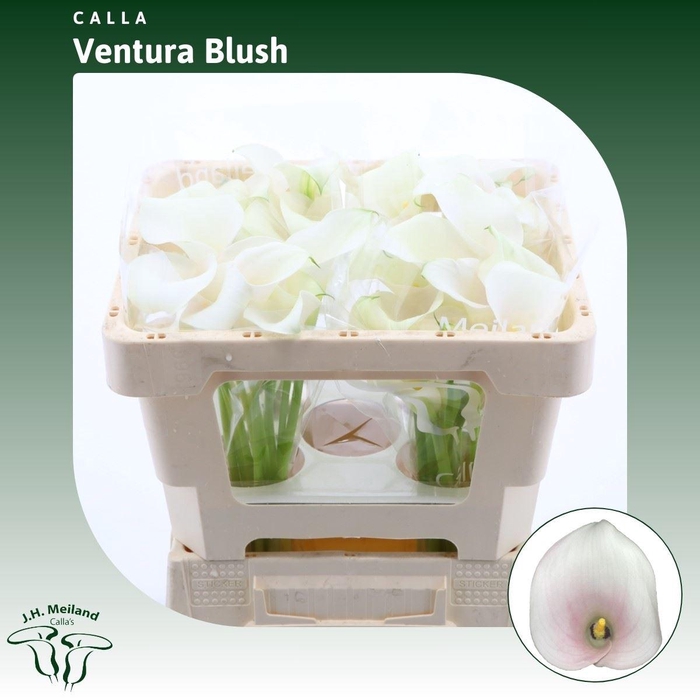 <h4>Calla Ventura Blush</h4>