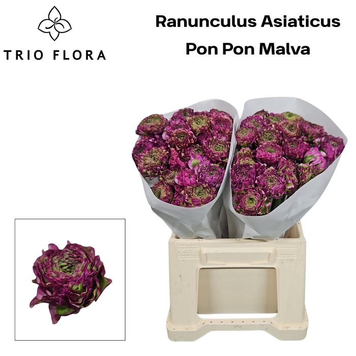 <h4>RAN PON PON MALVA 566</h4>