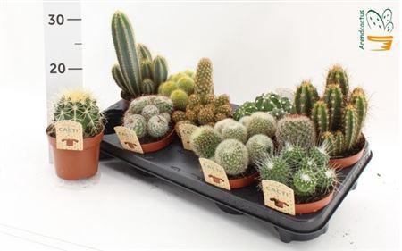 <h4>Cactus Gem</h4>