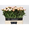 Paeonia Florence Nicholls
