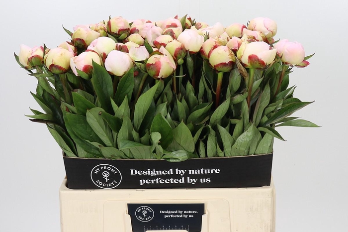 <h4>Paeonia Florence Nicholls</h4>