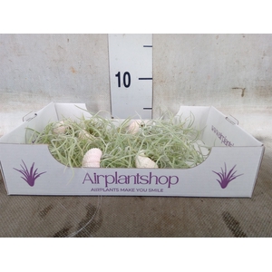 Arr.  Tillandsia L%