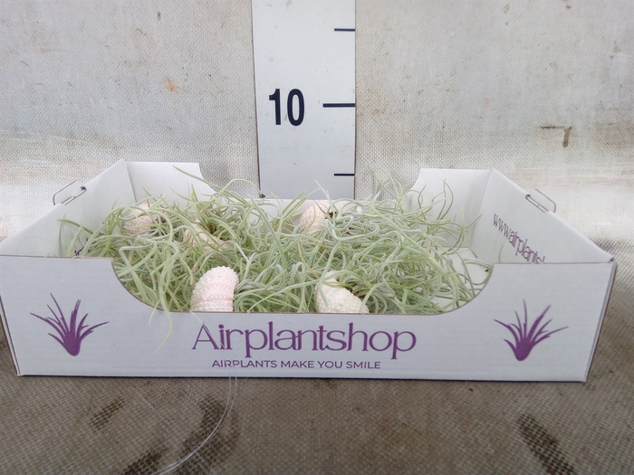 <h4>Arr.  Tillandsia L%</h4>