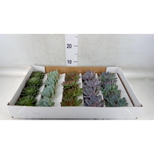 Echeveria ...mix