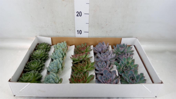 <h4>Echeveria   ...mix</h4>