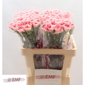 DI ST PINK MONTEZUMA