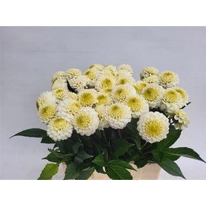 Dahlia Caro