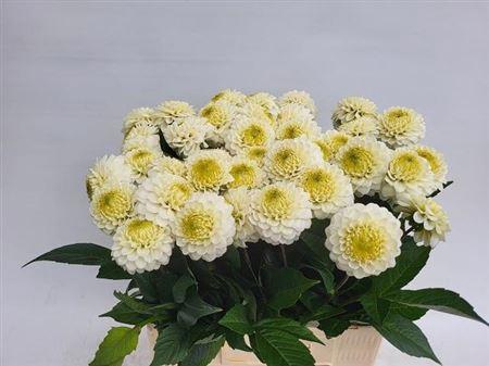 <h4>Dahlia Caro</h4>