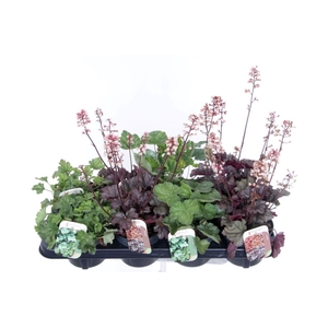 Heuchera mix