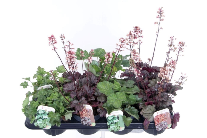 <h4>Heuchera mix</h4>