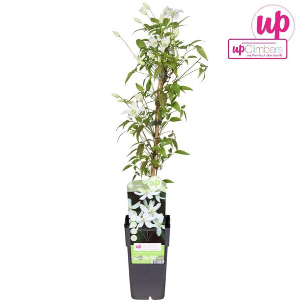 <h4>Clematis Montana Grandiflora P15</h4>