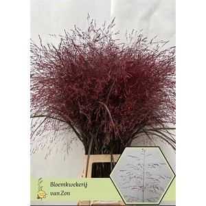 SIERGR KLB DARK RED