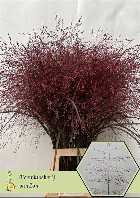 <h4>SIERGR KLB DARK RED</h4>