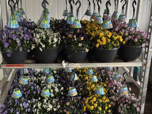 <h4>VIO CO END GEM</h4>