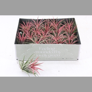 arr3 CP - Till. Ionantha rood x20