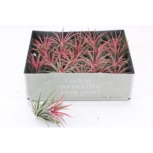 arr3 CP - Till. Ionantha rood x20
