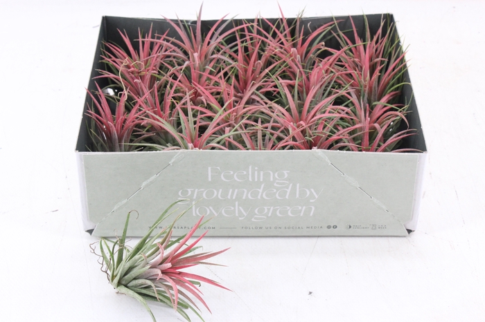 <h4>arr3 CP - Till. Ionantha rood x20</h4>