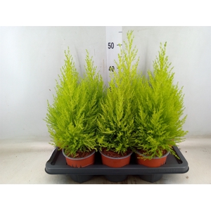 Cupressus macro. 'Goldcrest Wilma'