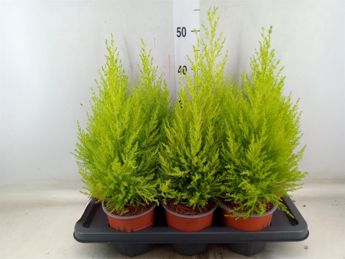 <h4>Cupressus macro. 'Goldcrest Wilma'</h4>