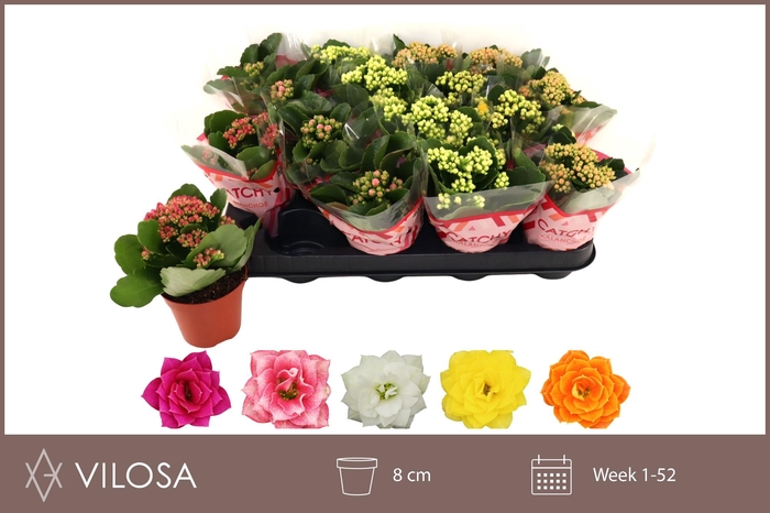 <h4>KAL GE GEM 5 KL</h4>