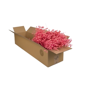 Droogbloemen-Linium Cerise Pastel