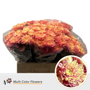 Chr T Baltica Sex on the beach